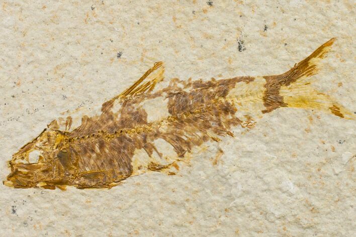 Fossil Fish (Knightia) - Wyoming #159557